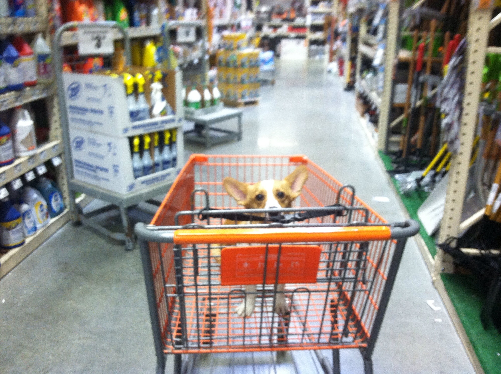 Corgi takes a trip to Home Depot