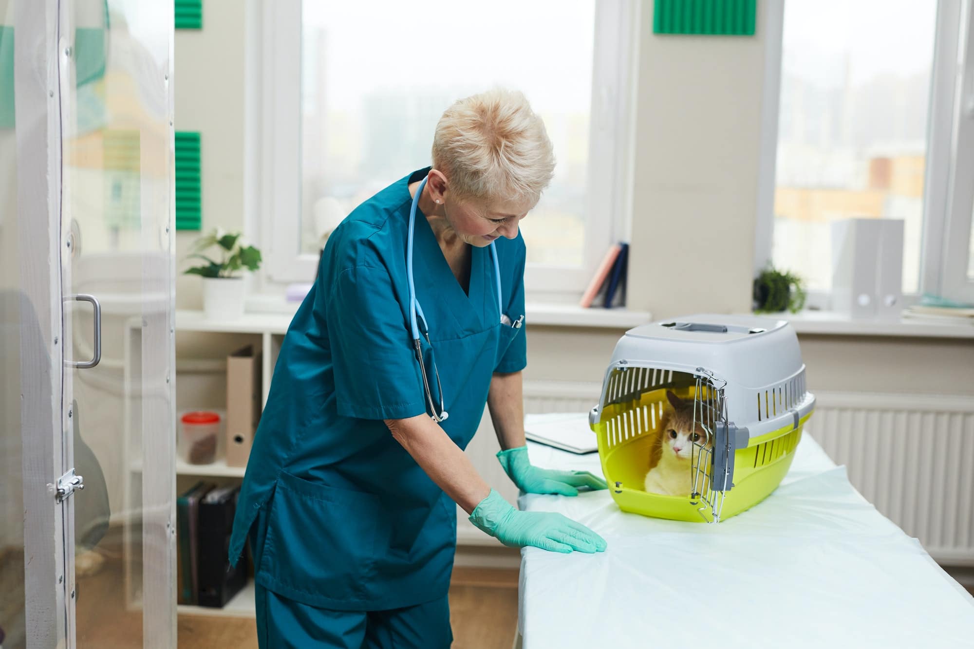 Veterinarian with cat