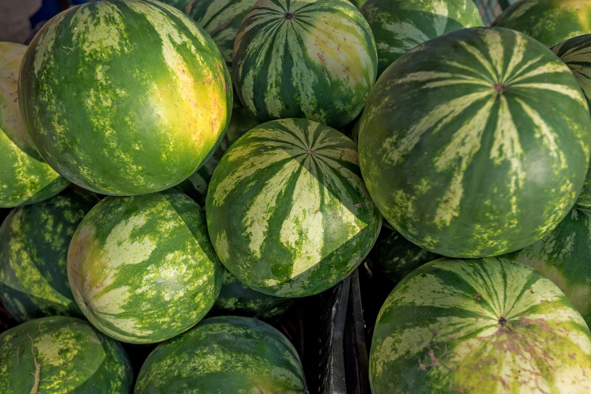 Watermelons on the market